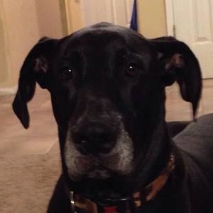 Meet your Posher, Frank